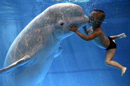 3 Year Old Boy Kisses Beluga Whale Underwater