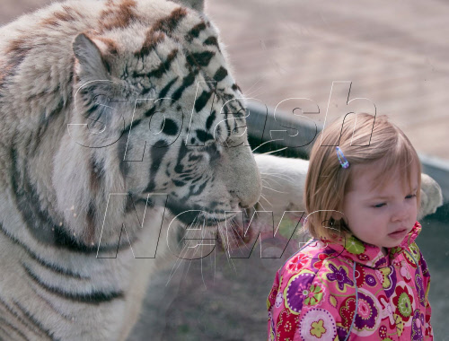 Avery Thompson and Bengal Tiger