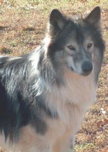 Native American Indian Dog