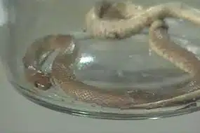Australian Toddler Survives Lethal Snake Bite 