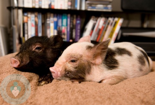 A Pair of Micro-pig's lying on the bed