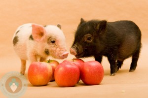 Tiny Tiny!  A Pair of Micro-Pigs next to some apples!