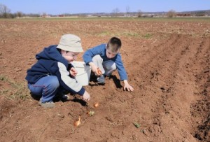 A pair of boys planting seeds