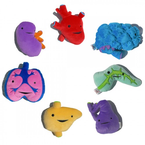 heart, lungs, liver, kidney, brain, pancreas and gallbladder