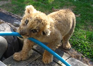 Chase the lion cub