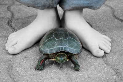 Child with their turtle