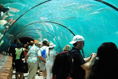 Predator Lagoon tunnel