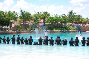 The grand finale of our Dolphin Encounter