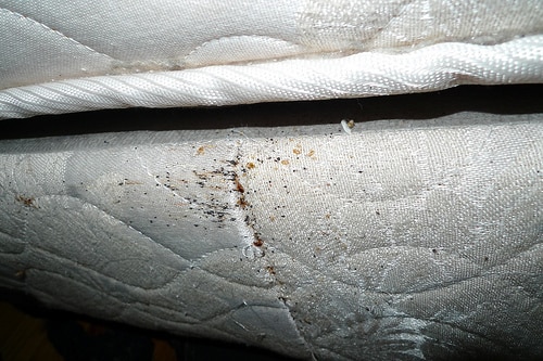 Bedbugs on a box spring mattress