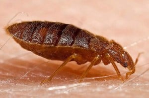 adult bedbug