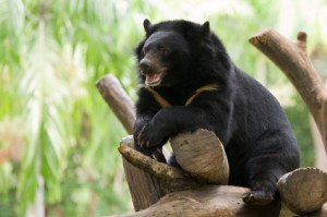 Asiatic black bear