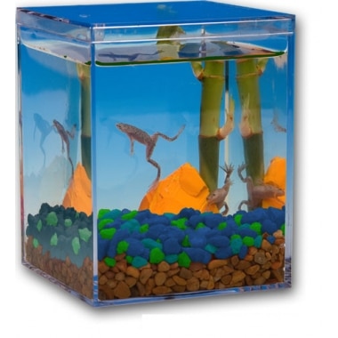 African Dwarf Frogs - Better Than Goldfish For Kids!