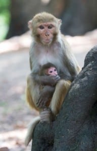 Rhesus Macaque monkeys