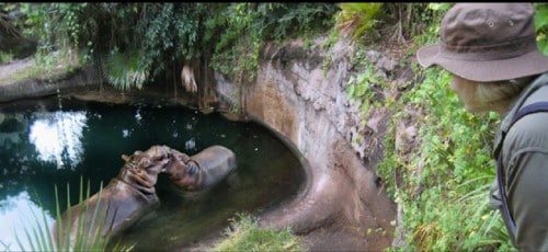 Wild Africa Trek - hippo playing