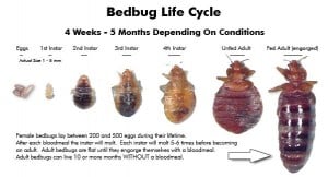 bed bug lifecycle stages