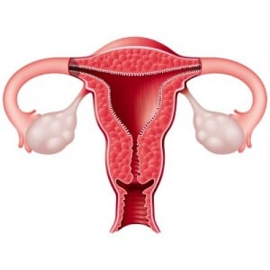 Female reproductive system