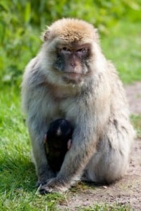 Japanese macaques