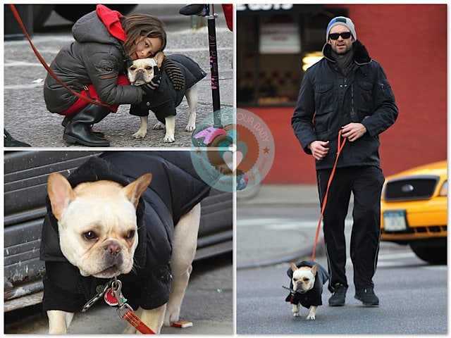 Hugh Jackman with his daughter Ava and French Bulldog Pup Peaches