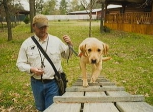 Wildrose Kennel dog training