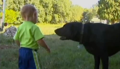 black lab saved toddler from drowning