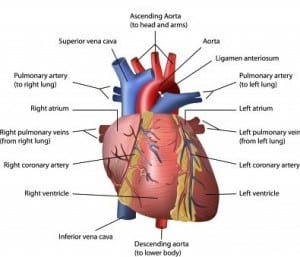 anatomy of the heart