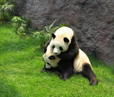 pandas playing