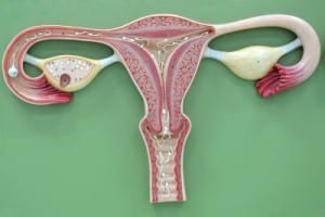female Ovary