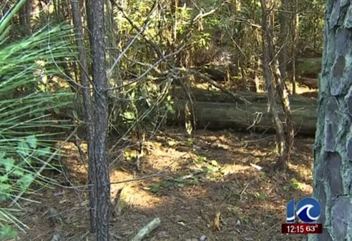 Abandoned baby forest