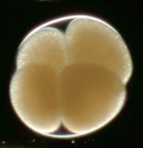 embryo IVF