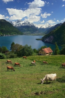 Looking over Lake Lucerne in Switzerland