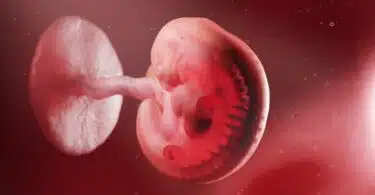 illustration of a human embryo - week 5