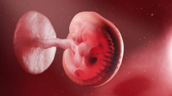 illustration of a human embryo - week 5