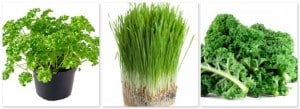 parsley, wheatgrass, kale