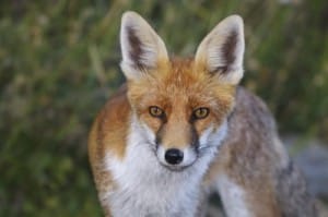 red fox