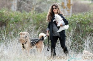 **EXCLUSIVE** Spanish actress & model Monica Cruz displays  her baby bump whilst taking her two dogs for a walk before picking up her car from the local garage in Madrid