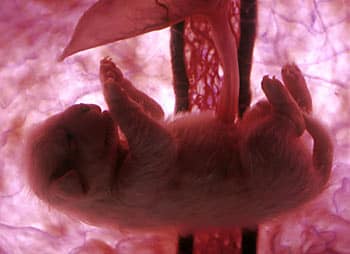 Animals In The Womb - dog fetus