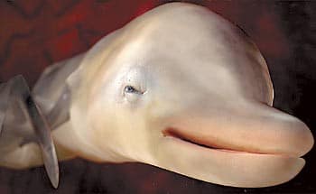Animals In The Womb dolphin - Growing Your Baby Animals In The Womb dolphin - Growing Your Baby