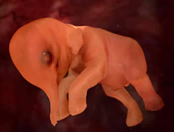 Animals In The Womb elephant