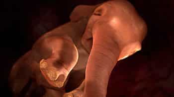 Animals In The Womb