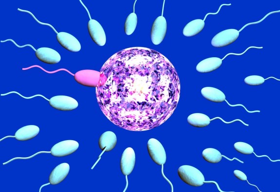 egg sperm