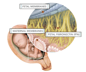 baby uterus