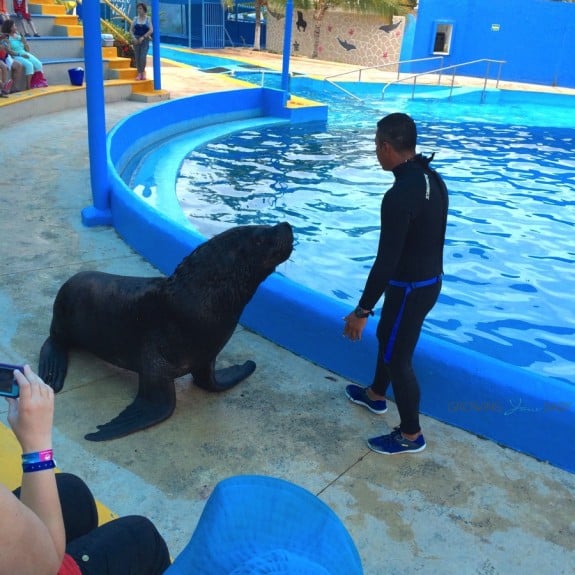 Sea Lion show Aquaventuras Park in Puerto Vallarta