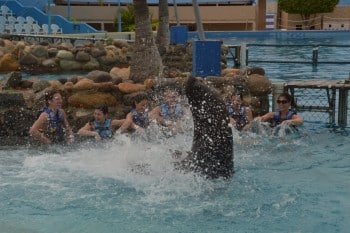 Sea lion experience Aquaventuras Park in Puerto Vallarta