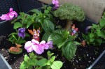 Create A Fairy Garden With Creative Roots DIY Kit