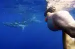 Pregnant Dorina Rosin swims with dolphins