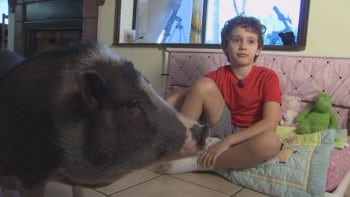 Julian with therapy pig Maggie