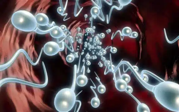 sperm
