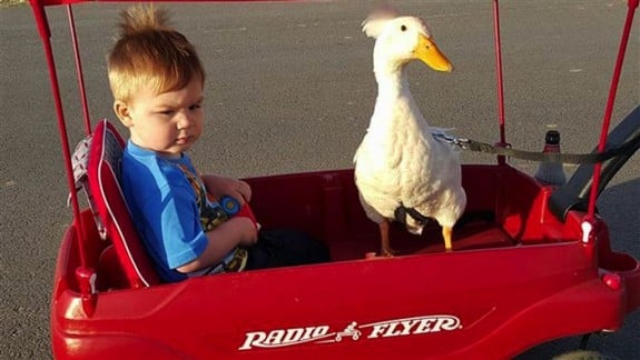 Tyler Young and his duck Bee