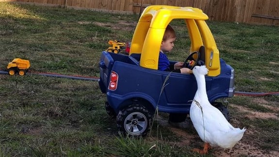 Tyler Young & his duck Bee