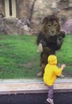 Lion wants to play with toddler